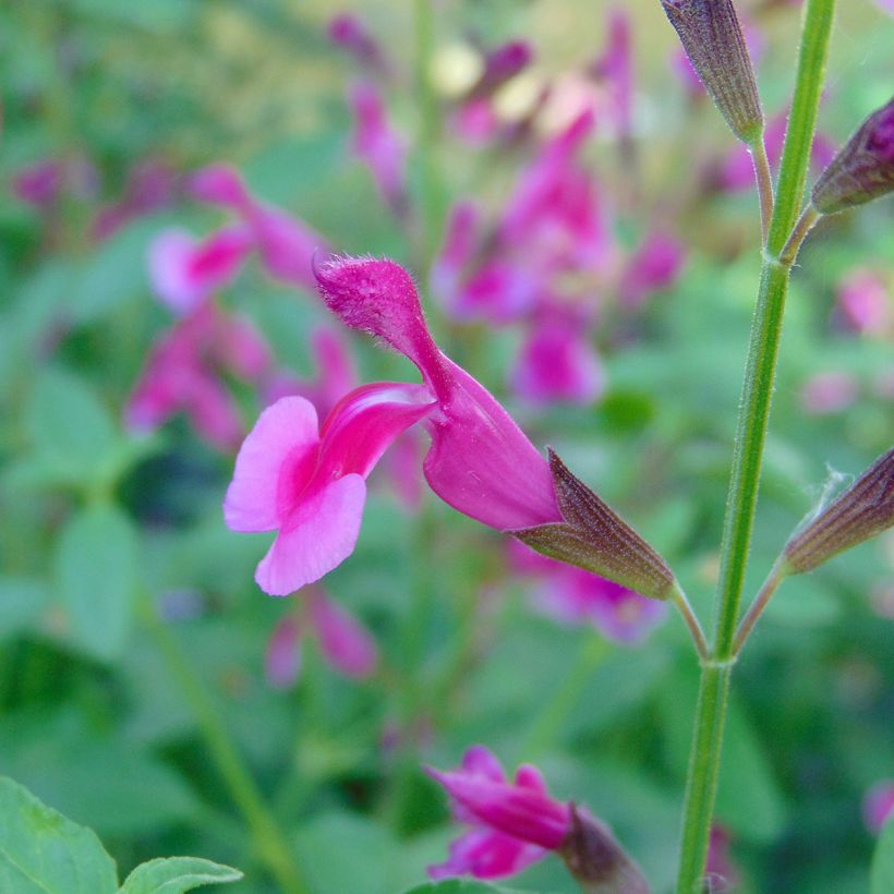 Salvia greggii Icing Sugar - Salvia de otoño (Floración)