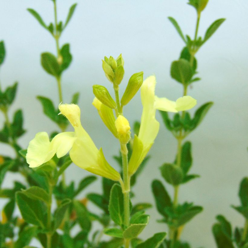 Salvia jamensis Suncrest Lemon Light (Floración)