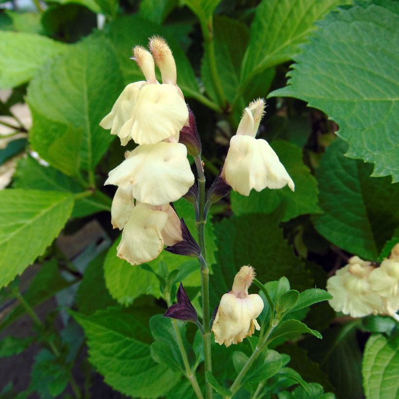 Salvia jamensis Melen (Floración)