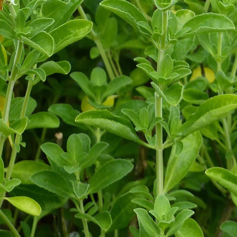 Salvia microphylla Nachtvlinder - Salvia rosa (Follaje)