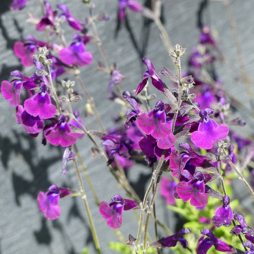 Salvia microphylla Nachtvlinder - Salvia rosa (Floración)