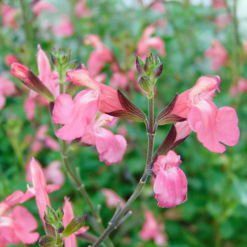 Salvia jamensis Pluenn (Floración)