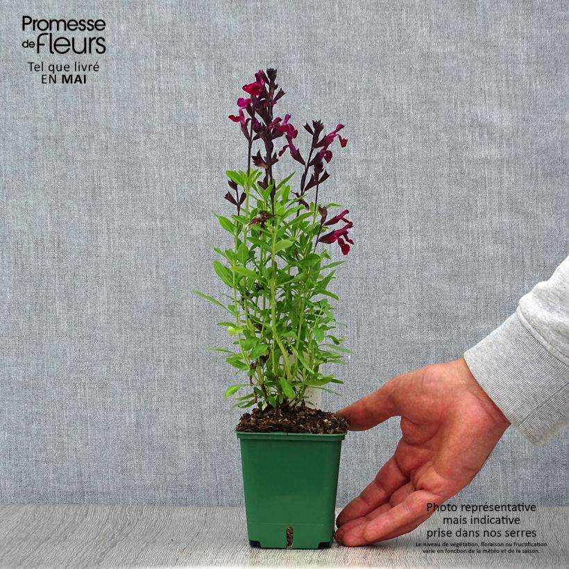 Salvia greggii Mirage Burgundy - Salvia de otoño Maceta de 8/9 cmAltura de entrega aprox. 10/15cm Ejemplar entregado en la primavera