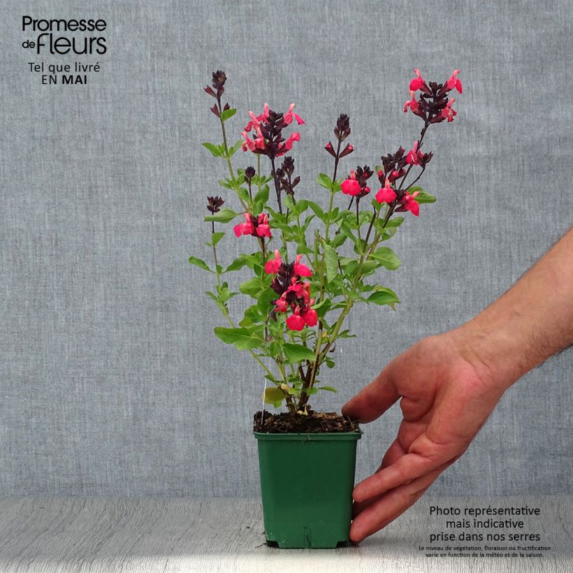 Salvia greggii Mirage Salmon - Salvia de otoño Maceta de 8/9 cmAltura de entrega aprox. 10/15cm Ejemplar entregado en la primavera