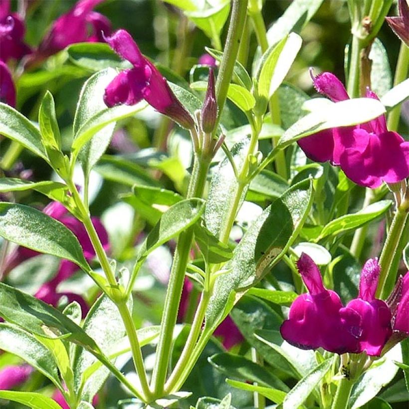 Salvia jamensis Raspberry Royal (Follaje)