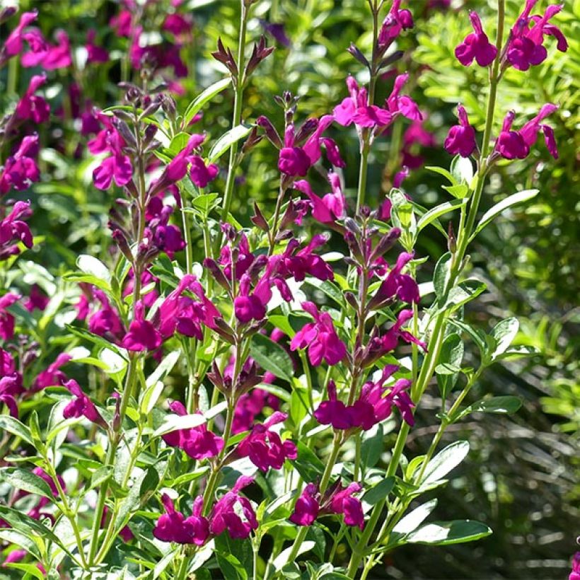 Salvia jamensis Raspberry Royal (Floración)