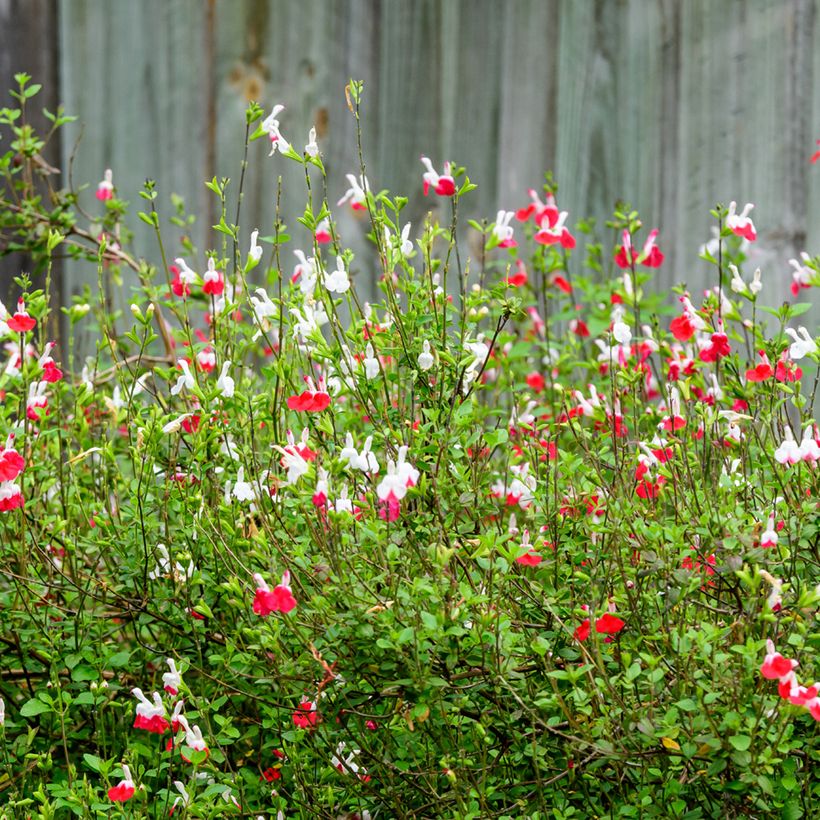 Salvia microphylla grahamii Hot Lips (Porte)