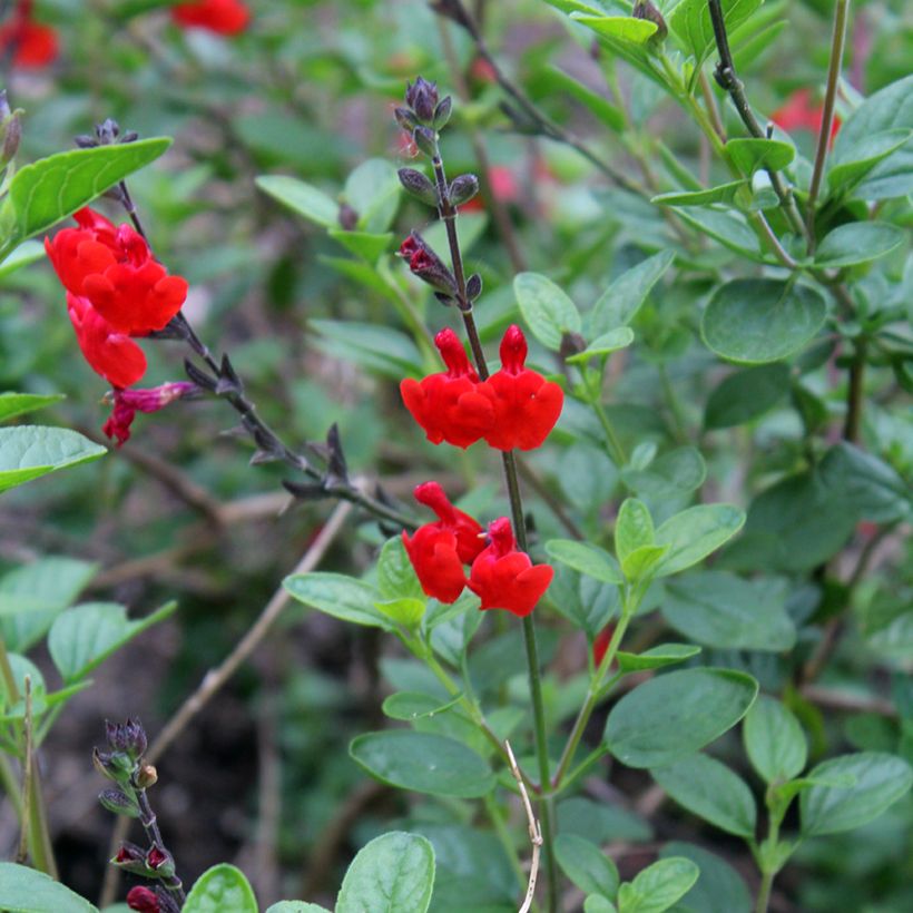 Salvia microphylla Royal Bumble - Salvia rosa (Floración)