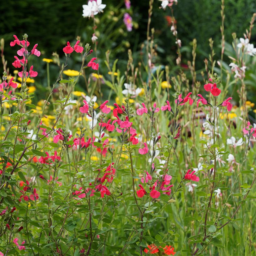 Salvia microphylla grahamii (Porte)