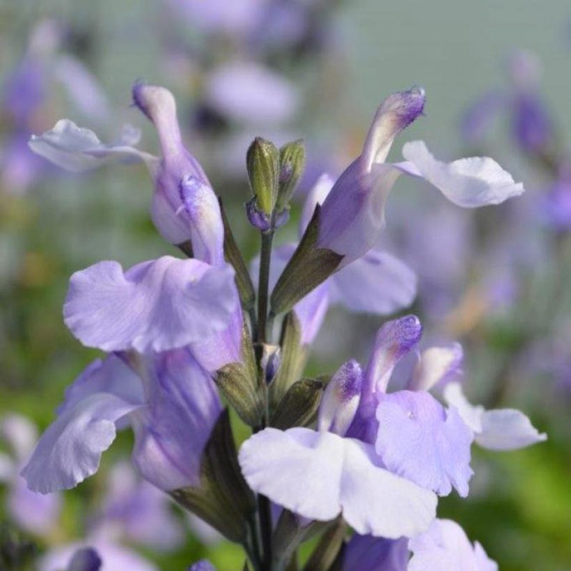 Salvia microphylla So Cool Pale Blue - Salvia rosa (Floración)