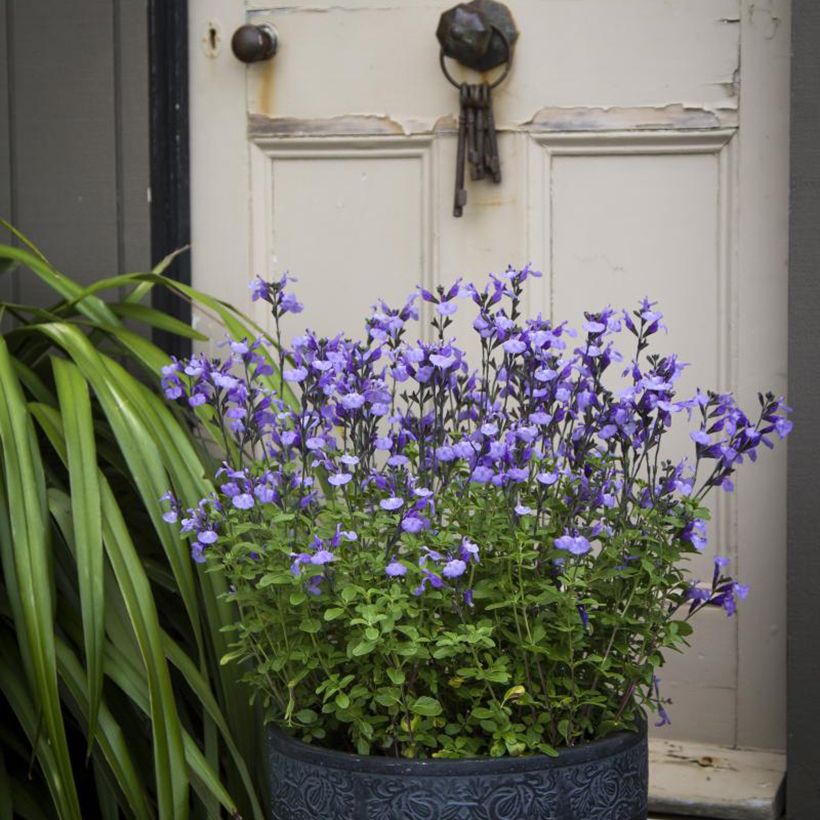 Salvia microphylla So Cool Pale Blue - Salvia rosa (Porte)