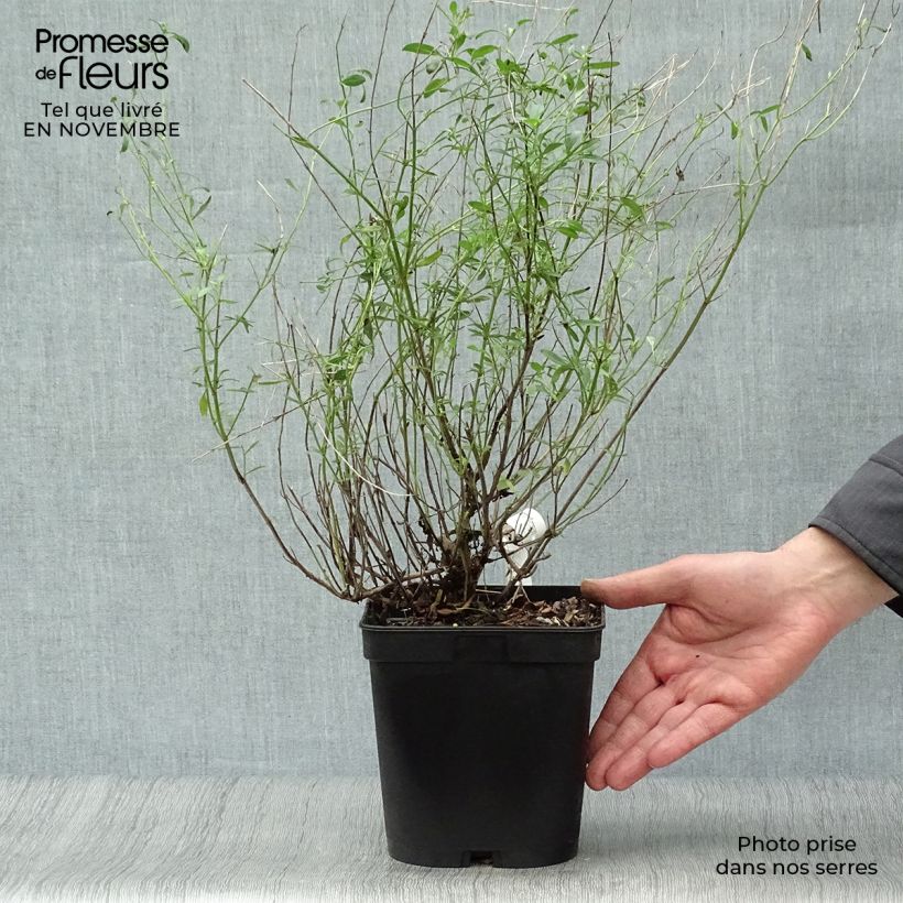 Ejemplar de Sauge arbustive Victoria Blue Pot de 2L/3L entregado en otoño