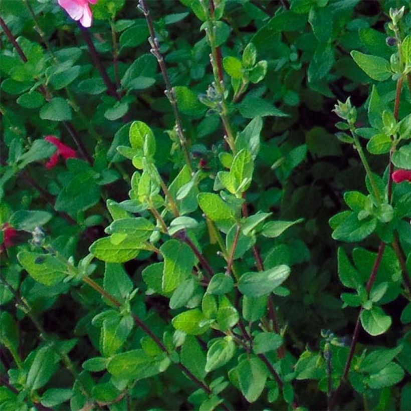 Salvia microphylla grahamii (Follaje)