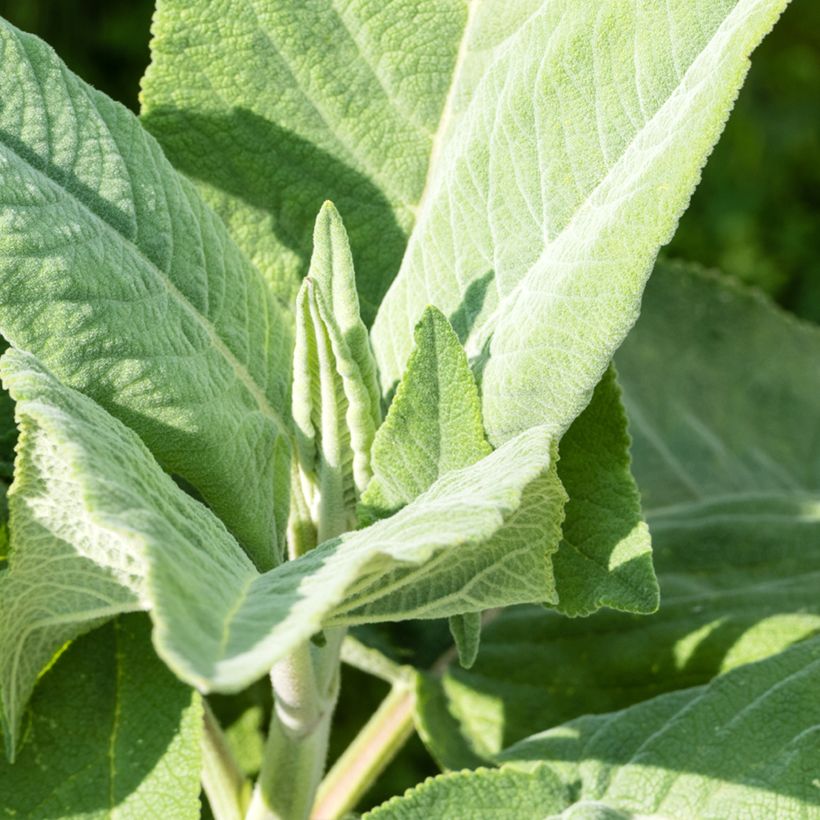 Salvia coahuilensis (Follaje)