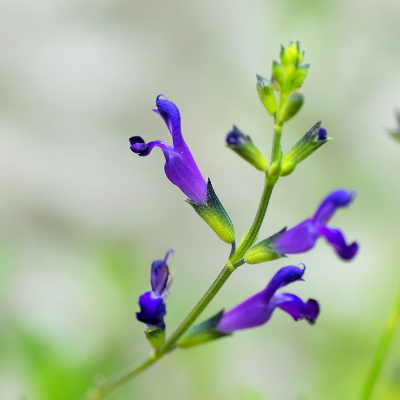 Salvia coahuilensis (Floración)