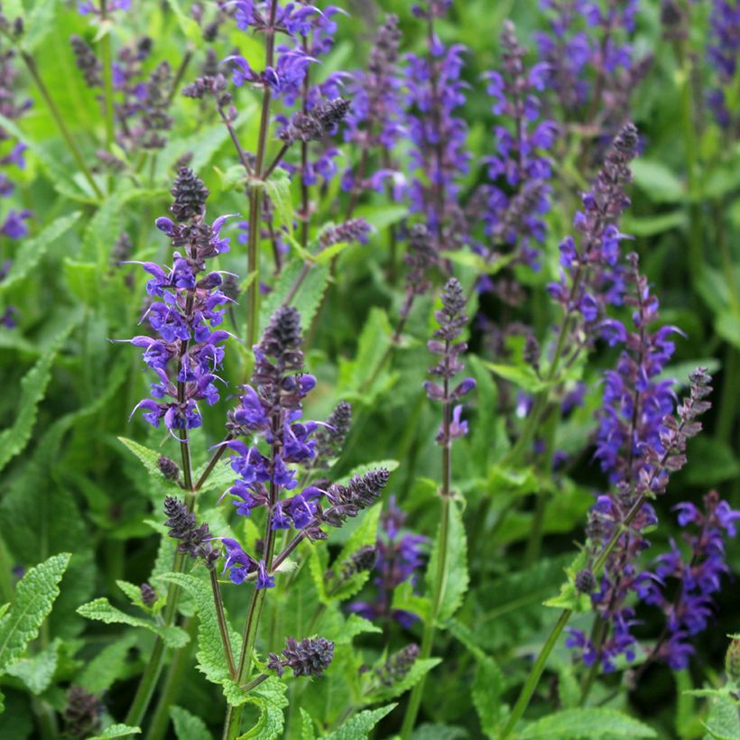 Salvia nemorosa Viola Klose (Floración)