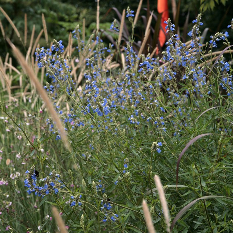 Salvia uliginosa - Salvia celeste (Porte)