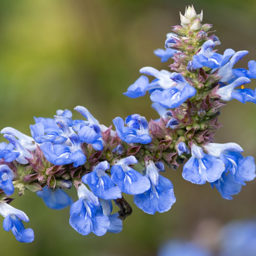 Salvia uliginosa - Salvia celeste (Floración)