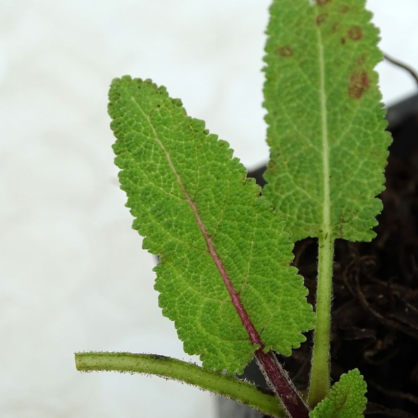 Salvia pratensis Pink Delight - Salvia de prados (Follaje)