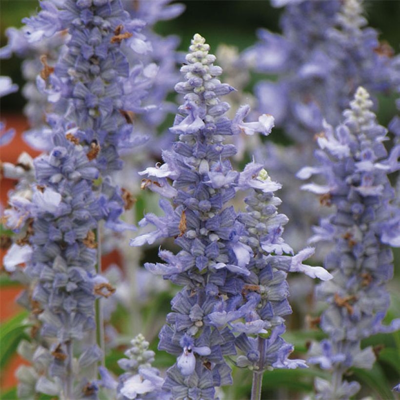 Salvia farinacea Sallyfun Sky Blue - Salvia azul (Floración)