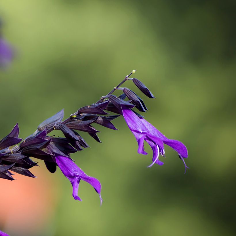 Salvia guaranitica Amistad violet - Salvia azul (Floración)