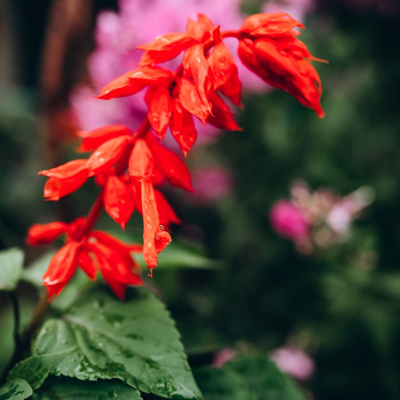 Salvia hybrida Ember's Wish (Floración)