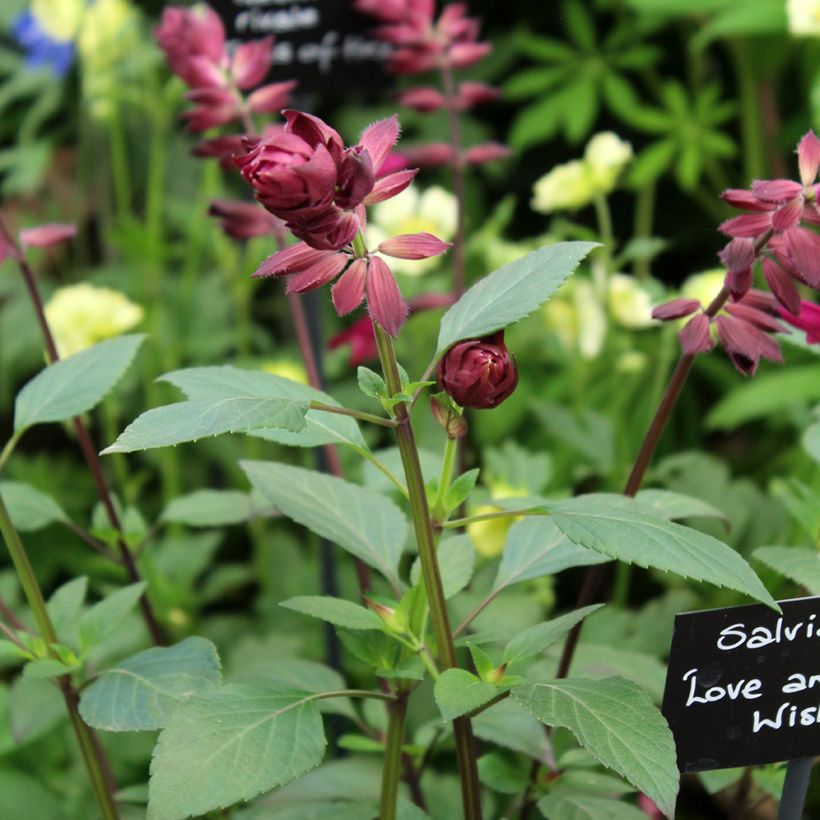 Salvia buchananii Love and Wishes (Floración)