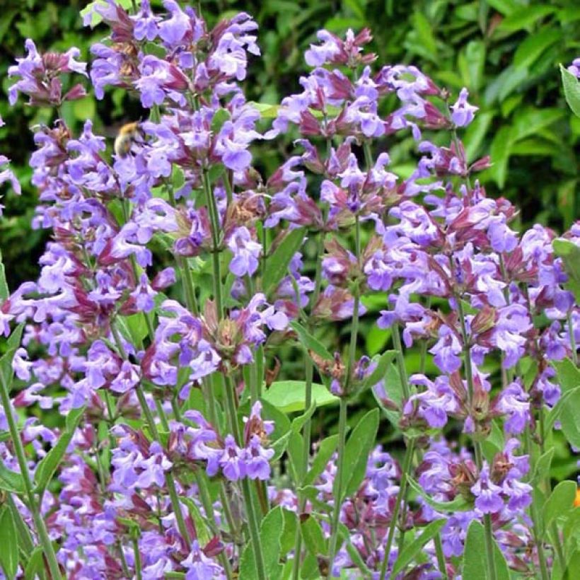 Salvia real - Salvia officinalis (Floración)