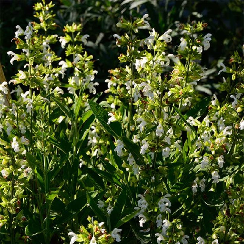 Salvia real Albiflora (Porte)