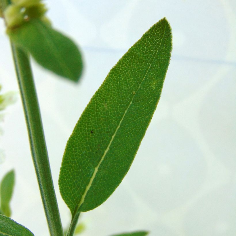 Salvia real Albiflora (Follaje)