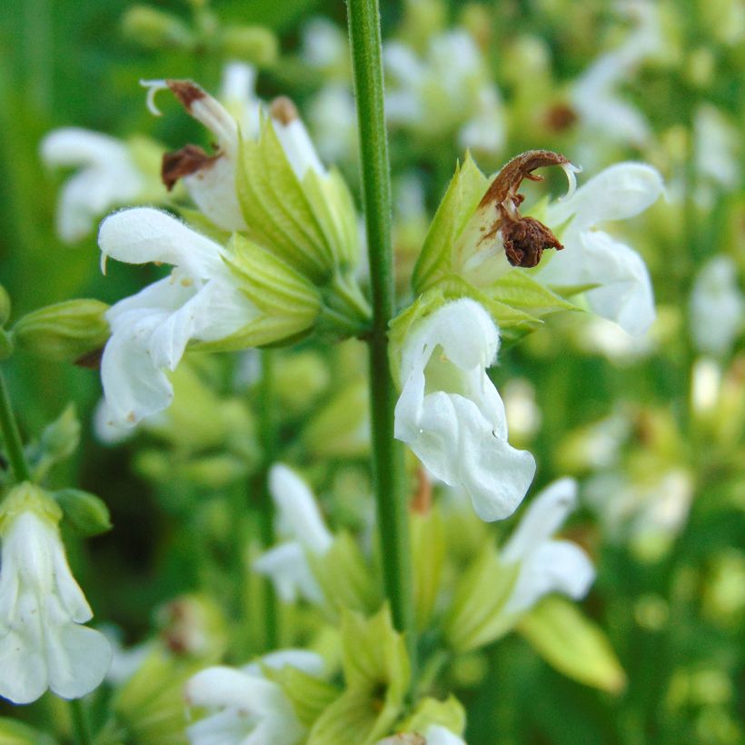 Salvia real Albiflora (Floración)