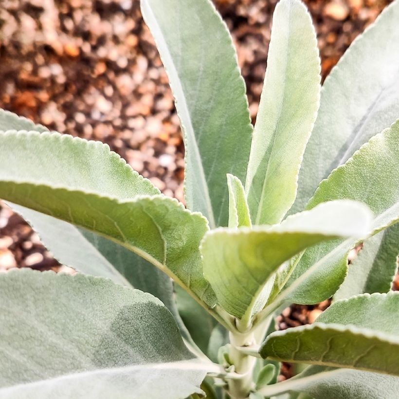 Salvia blanca - Salvia apiana (Follaje)