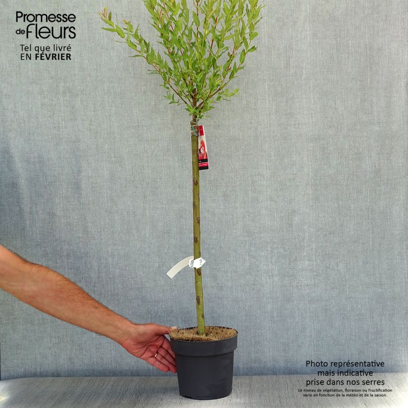 Ejemplar de Saule crevette - Salix integra Flamingo sur tige en pot de 2L/3L entregado en otoño