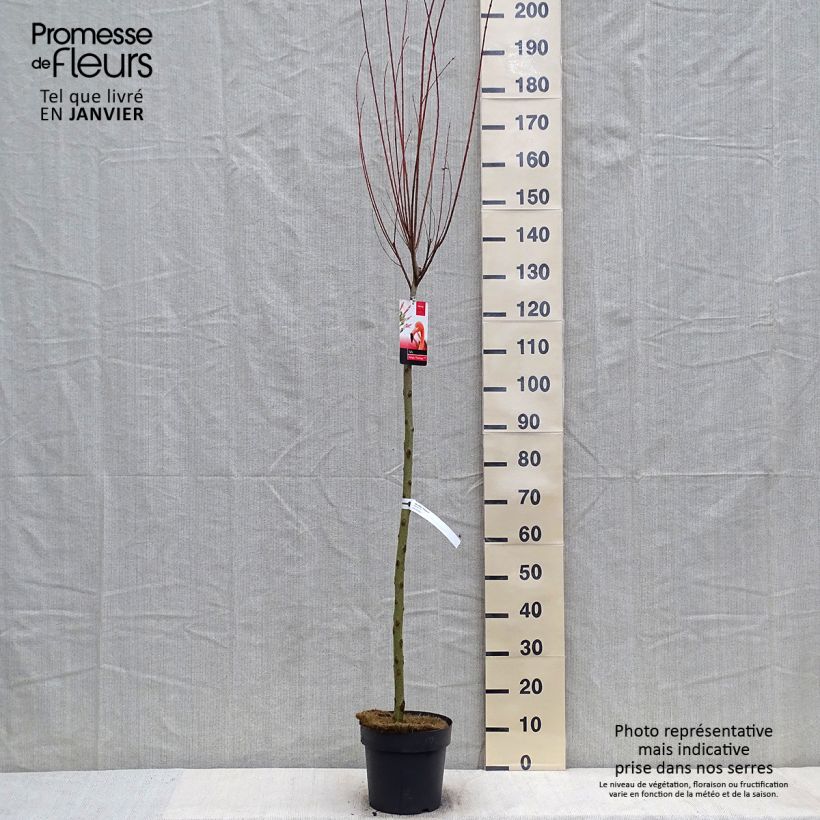 Saule crevette - Salix integra Flamingo sur tige en pot de 4L/5L Ejemplar entregado en invierno