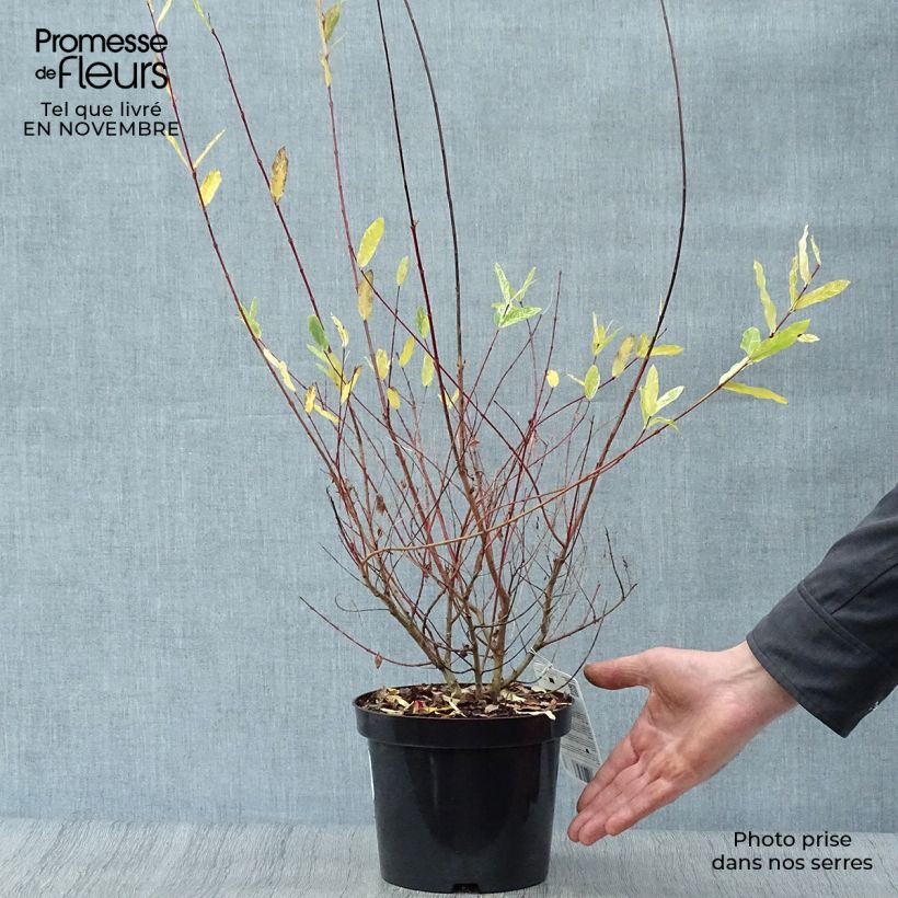 Ejemplar de Saule crevette - Salix integra Hakuro Nishiki en pot de 2L/3L  entregado en otoño