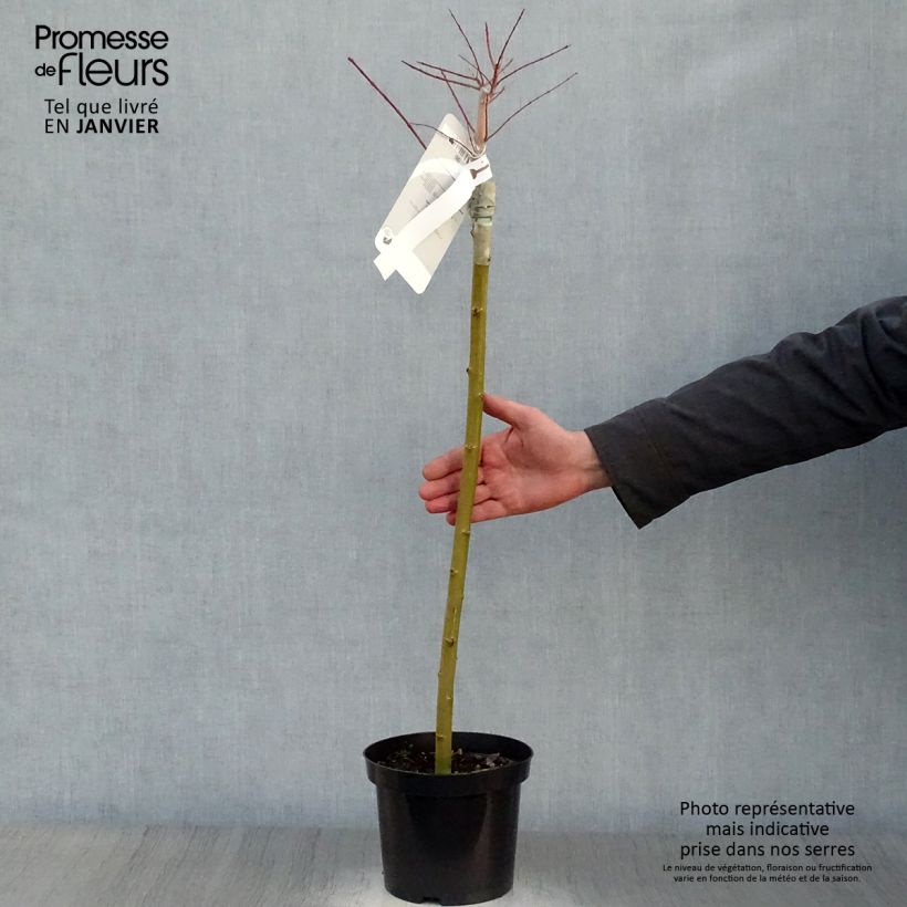 Saule crevette - Salix integra Hakuro-Nishiki pot de 2L/3L sur tige Ejemplar entregado en invierno