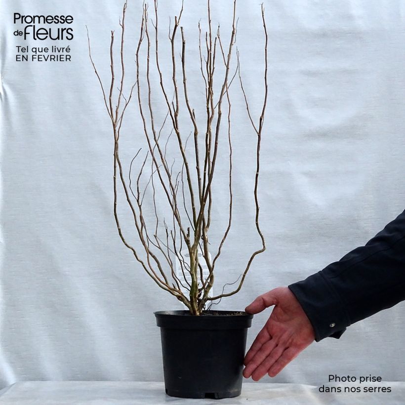 Saule de Pékin tortueux - Salix matsudana (babylonica) Tortuosa 30/40cm en pot de 2/3L Ejemplar entregado en invierno