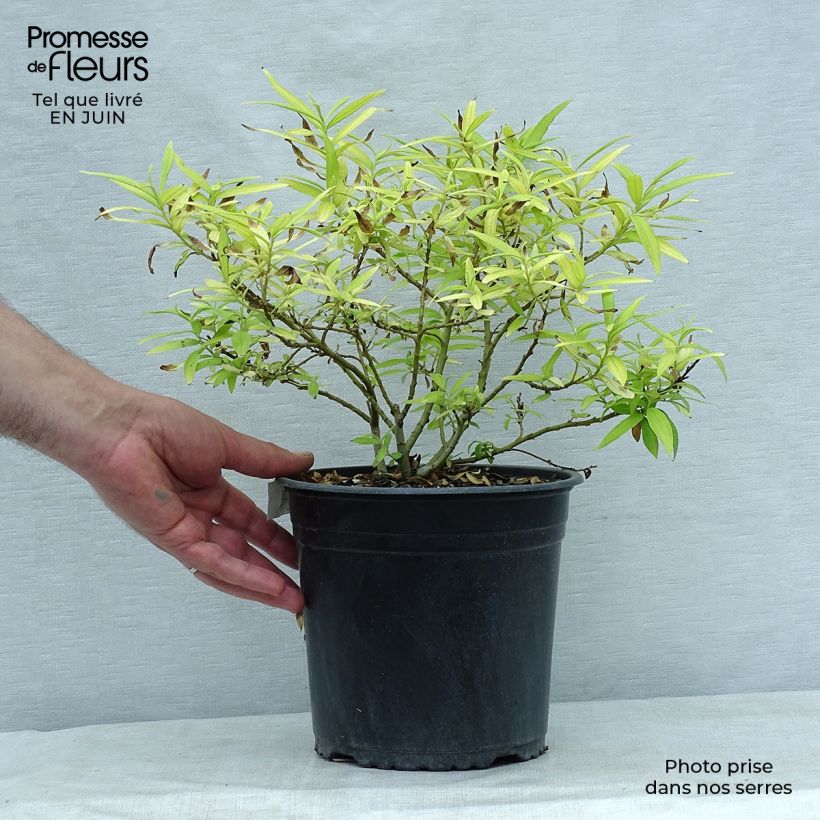 Ejemplar de Saule doré -  Salix sachalinensis Golden Sunshine en pot de 4/5L entregado en verano