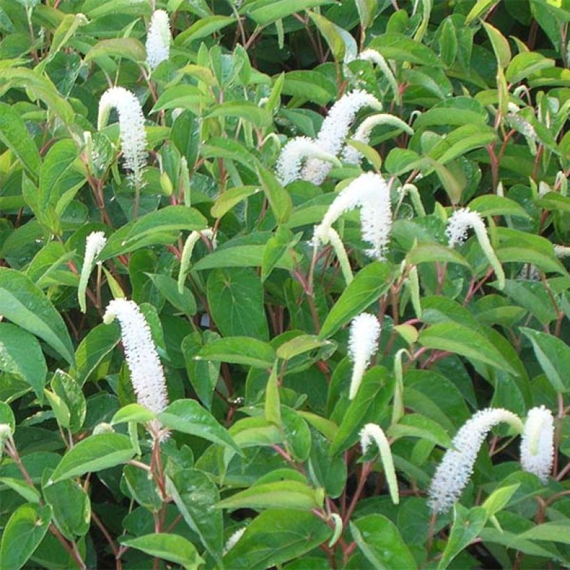 Saururus cernuus - Cola de lagarto (Floración)