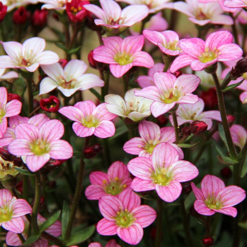 Saxifraga Irish - Saxífraga (Floración)