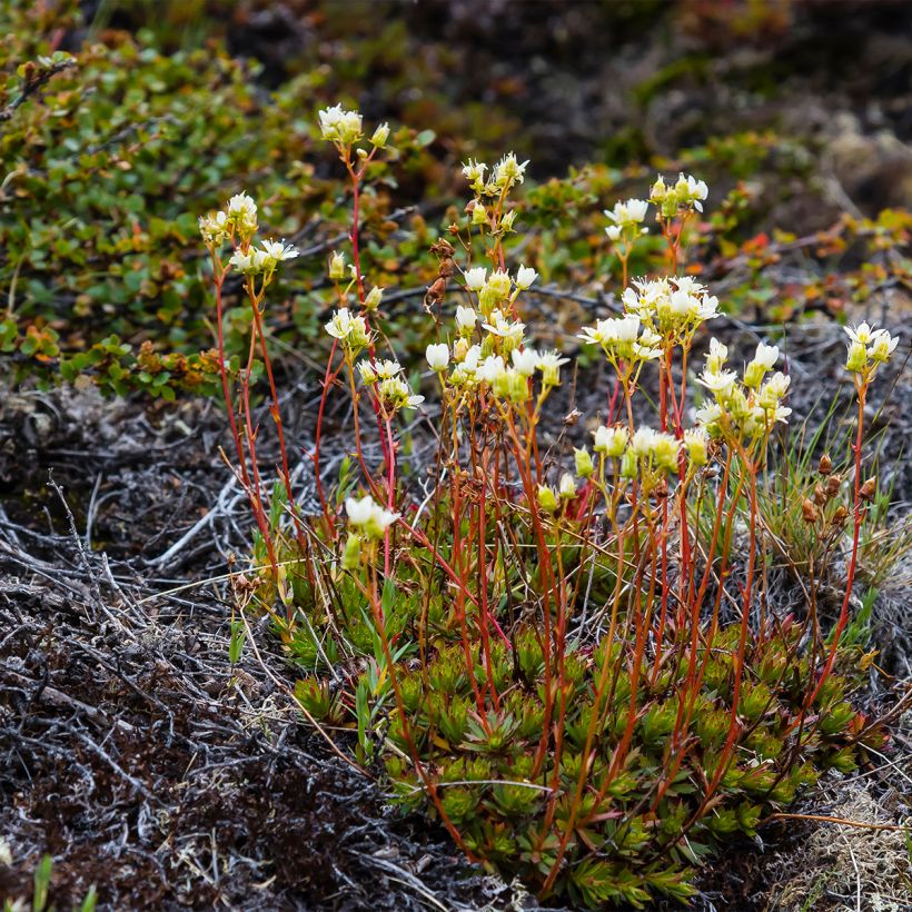 Saxifraga Irish - Saxífraga (Porte)