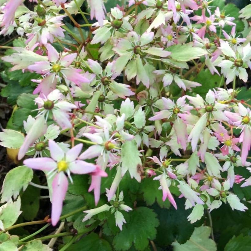 Saxifraga OPERA Lakmé - Saxífraga (Floración)