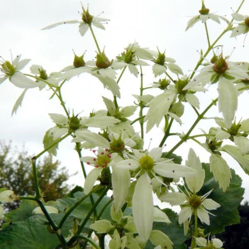 Saxifraga OPERA Orpheus - Saxífraga (Floración)