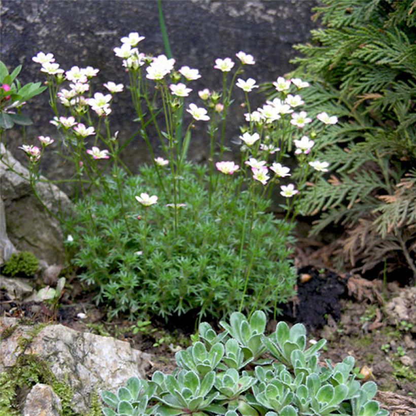 Saxifraga arendsii Adebar - Saxífraga (Floración)