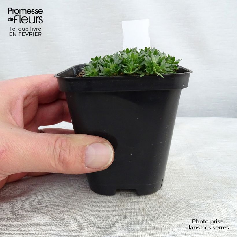 Saxifraga arendsii Peter Pan - Saxifrage mousse Godet de 9cm Ejemplar entregado en invierno