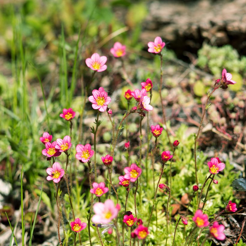 Saxifraga arendsii Peter Pan - Saxífraga (Porte)