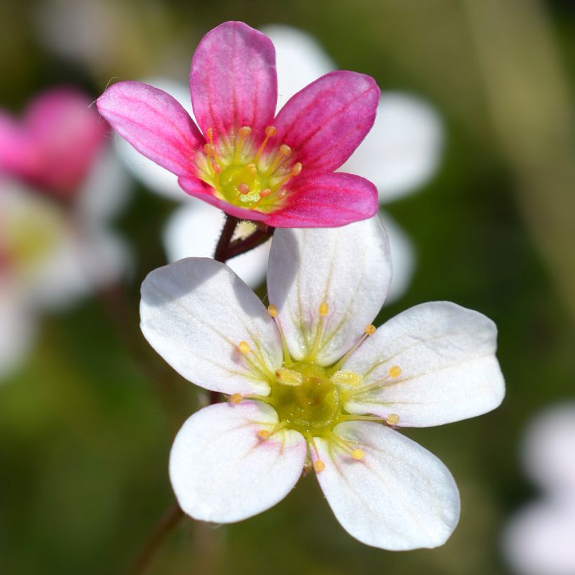 Saxifraga arendsii Ware's Crimson - Saxífraga (Floración)