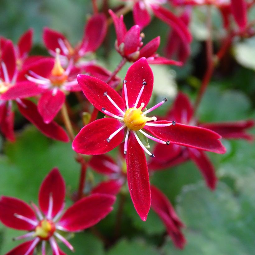 Saxifraga fortunei Beni Tsukasa - Saxífraga (Floración)