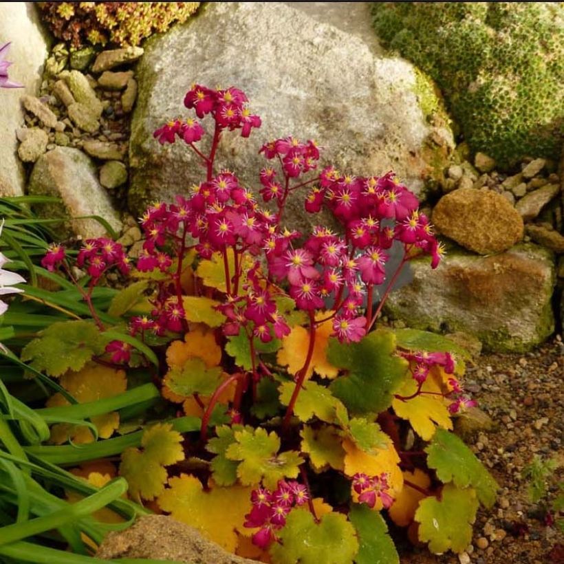 Saxifraga fortunei Gokka - Saxífraga (Floración)