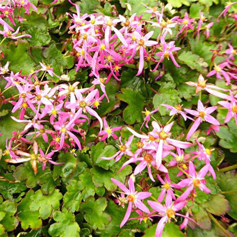 Saxifraga fortunei Sugar Plum Fairy - Saxífraga (Follaje)